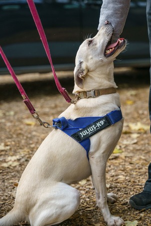 Alba, 1.5 éves ivartalanított szuka