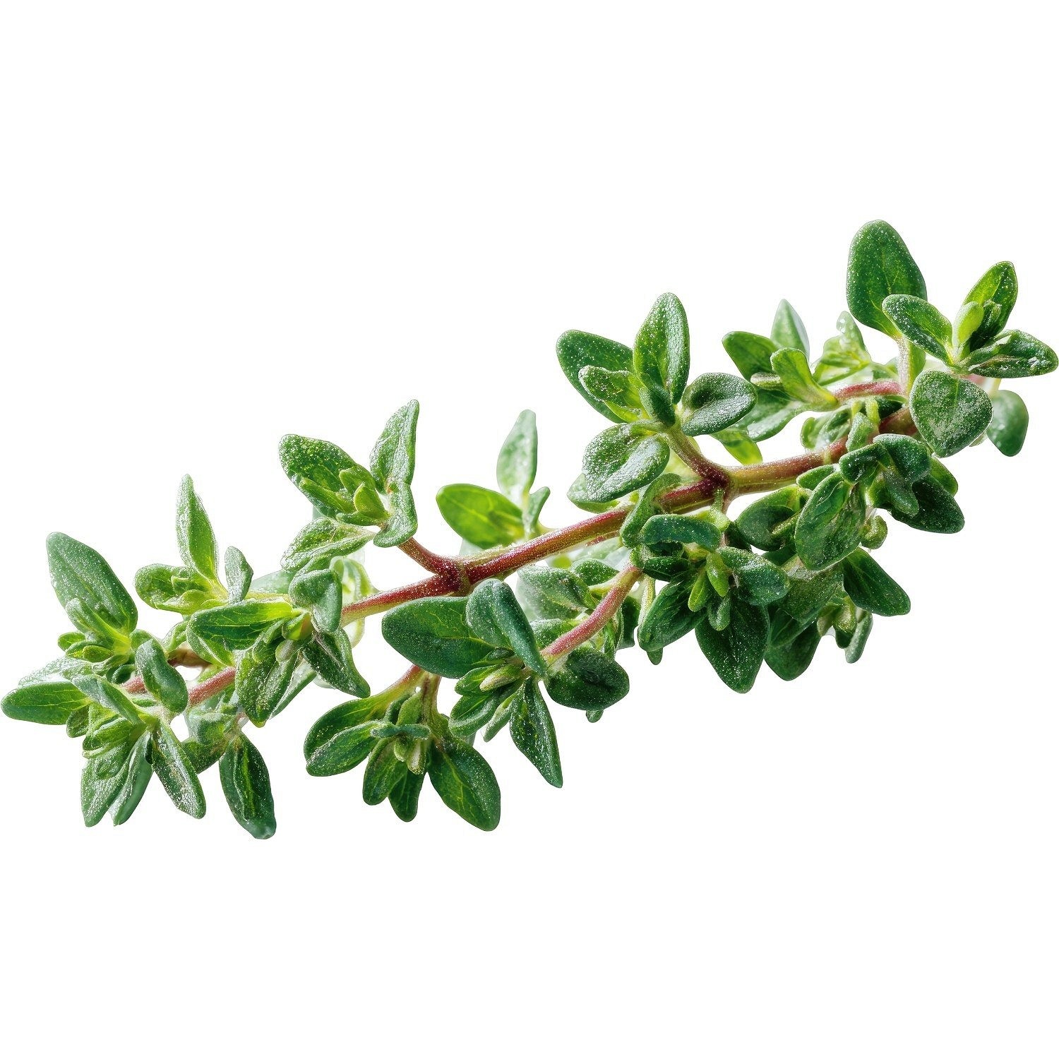 Food Studio piure de legume și fructe de pădure pentru câini - zoom