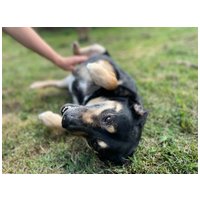 Scotty, 6 éves, 43 cm magas, kan #5