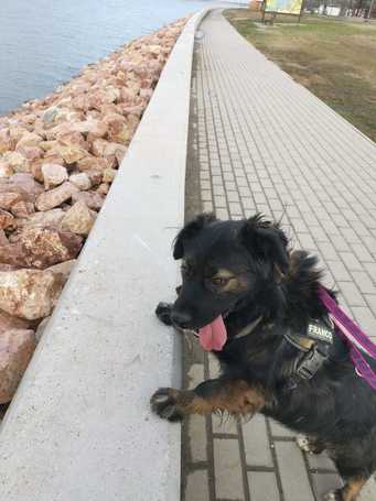 Franco, 3 éves, 41 cm magas, hosszú szőrű kan