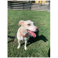 Vacak, egy éves, szuka #4