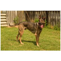 Kajla, 4 éves, 65 cm magas, kan #9