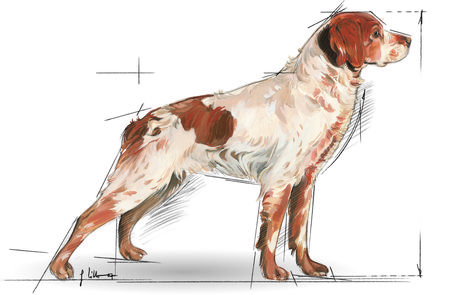 Royal Canin Medium Adult 7+ | Közepes testű idősödő kutya száraz táp