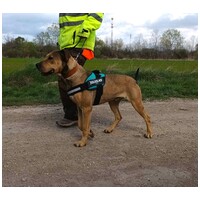 Vilinger, ivartalanított kan #4