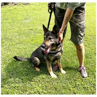 Lady, ivartalanított szuka #8