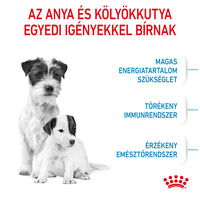 Royal Canin Mini Starter - Száraz táp kistestű vemhes szuka és kölyök kutya részére 2 hónapos korig #2