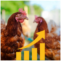 Superliv DS májvédő premix baromfinek #2