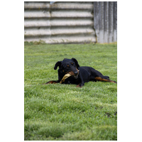 Prézli, 3 éves ivartalanított kan #5