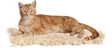 FURminator hosszú szőrű macskákhoz