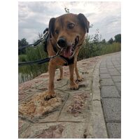 Misi, ivartalanított kan #13