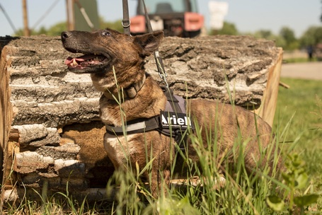 Ariell, 12 éves, 47 cm magas, lány kutya