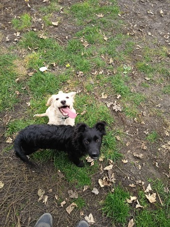 Nugát, 5 hónapos keverék fiúcska