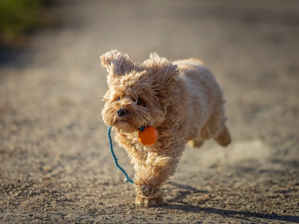 Cavapoo kölyök labda.