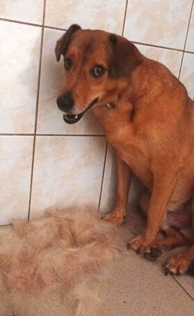 Misi, ivartalanított kan