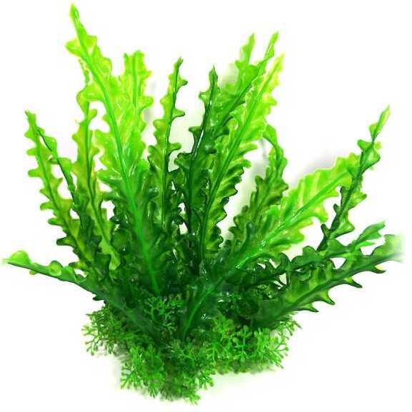 Algă verde pentru acvariu cu plante mici la bază