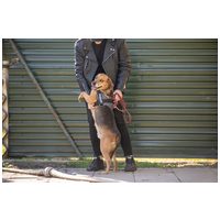 Ranger, ivartalanított kan, 9 éves #5