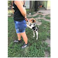 Jack, 7 éves, 42 cm magas, Jack Russell-terrier kan #4
