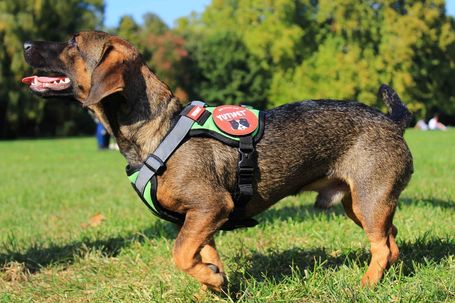 Yutipet RnD párnázott biztonsági kutyahám (Kék)