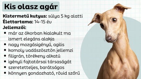 Kis olasz agár: fenomenális, kozmikus erő egy pici kis testben