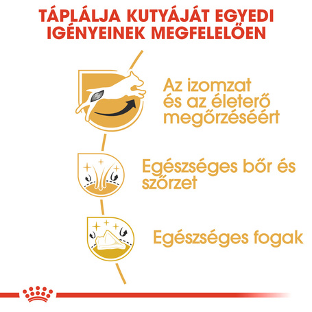 Royal Canin Jack Russel Terrier Adult - Jack Russell Terrier felnőtt kutya száraz táp