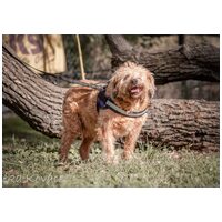 Zsenna, 12 éves, szuka #6