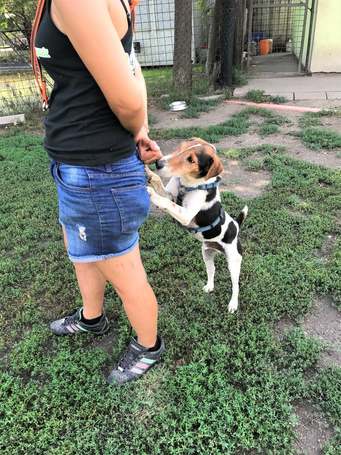 Jack, 7 éves, 42 cm magas, Jack Russell-terrier kan