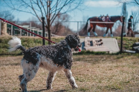 Zénó, 7 éves, ivartalanított kan
