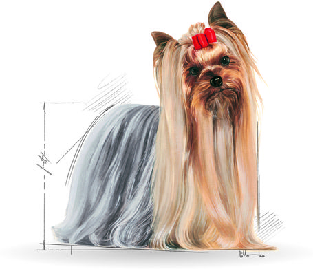 Royal Canin Yorkshire Terrier Adult - Yorkshire Terrier felnőtt kutya száraz táp