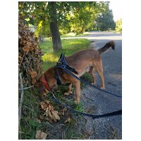 Misi, ivartalanított kan #7