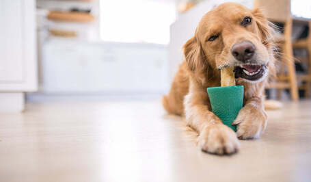 West Paw Toppl - Jutalomfalattal tölthető kutyajáték