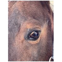 Union Bio Skincut nyugtató hatású hámosító krém lovaknak #4