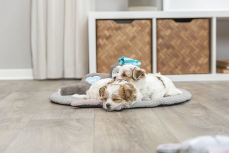 Trixie Junior lajhár szívhanggal kölyökkutyák részére