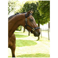 Kapicán jellegű kötőfék #4