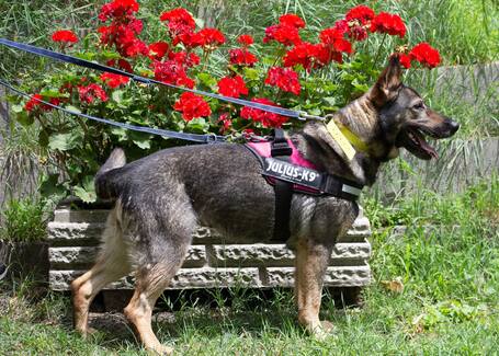 Lady, ivartalanított szuka