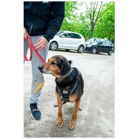 Bözsi, a 10 éves idős hölgy #8