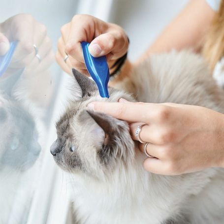 Beaphar CatComfort feromonos spot on macskáknak