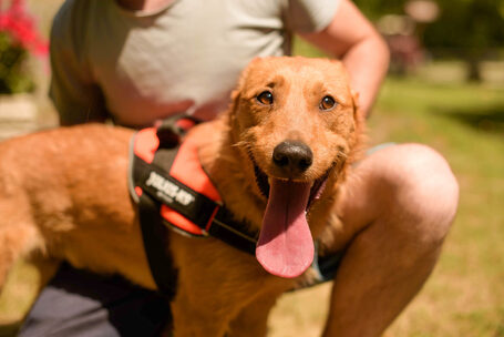 Titusz, 1 éves, 50 cm magas, kan