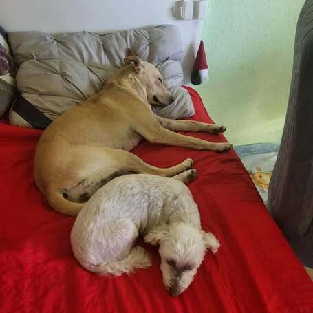 Floren, 3 éves ivartalanított szuka