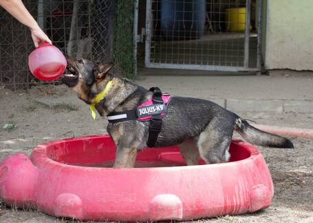 Lady, ivartalanított szuka