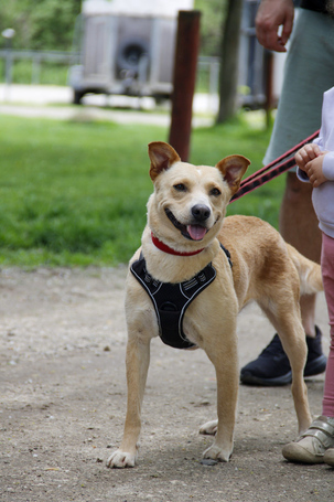 Floren, 3 éves ivartalanított szuka