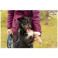 Borzas, két éves, kan #6