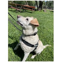 Amy, ivartalanított szuka kutyus #6