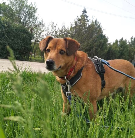 Misi, ivartalanított kan