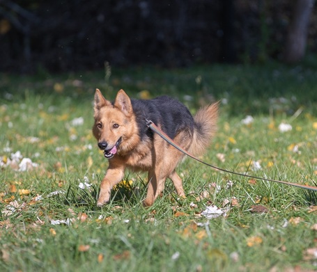 Sajó, 3 éves, 51 cm magas, németjuhász keverék, kan