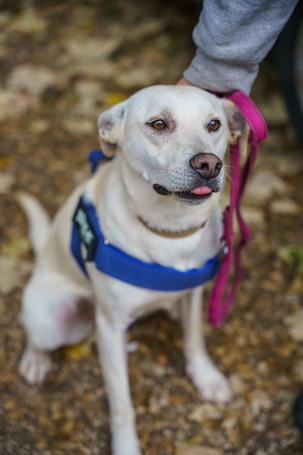 Alba, 1.5 éves ivartalanított szuka