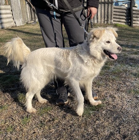 Bella, egy éves, szuka