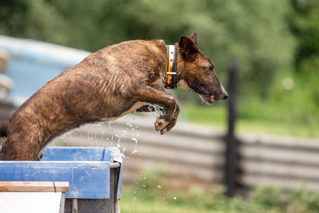 Ariell, 12 éves, 47 cm magas, lány kutya
