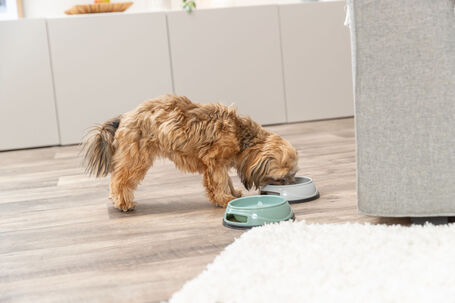 Trixie műanyag kutyatál csúszásbiztos gumi aljjal, vegyes színekben