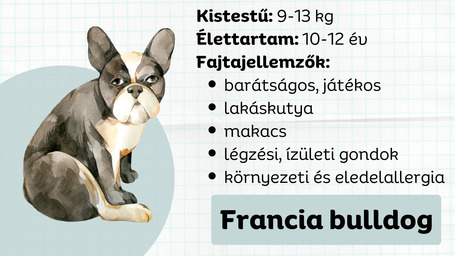 Francia bulldog, egy ősi család fiatal tagja