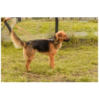 Paca, két éves, kan #5